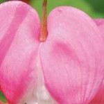 header-bleeding-heart.jpg