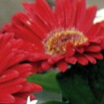 header-gerberas.jpg