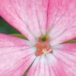 header-pink-geranium.jpg