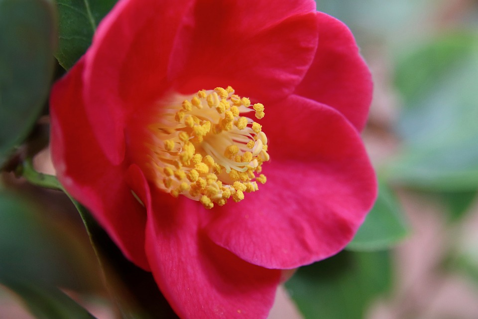 Camellias