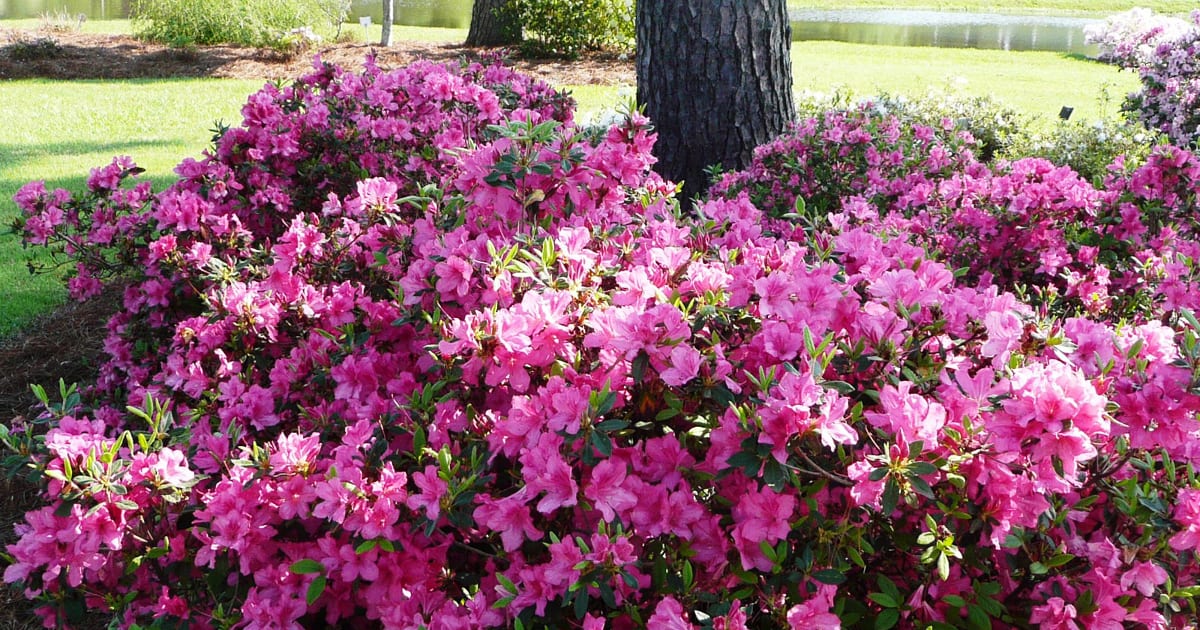 Encore Azaleas