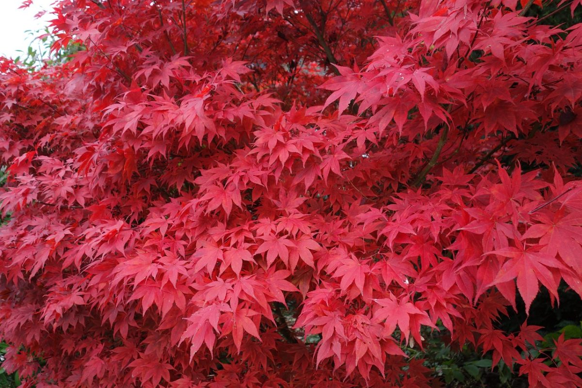 Japanese Maple Red